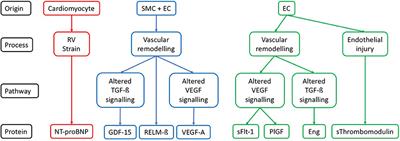 Circulating Protein Biomarkers in Systemic Sclerosis Related Pulmonary Arterial Hypertension: A Review of Published Data